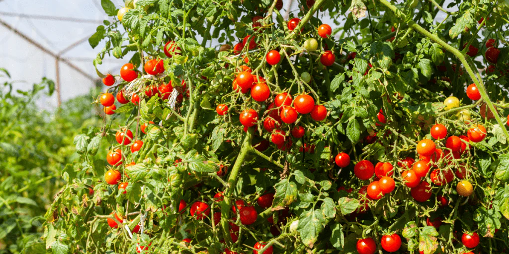 Cele mai bune rosii cherry