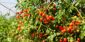 Cele mai bune rosii cherry