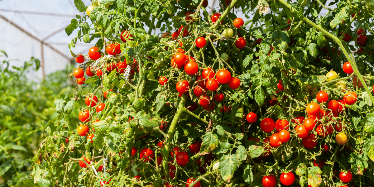 Cele mai bune rosii cherry