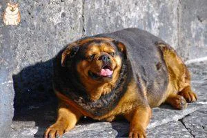 Cum să îți ajuți câinele să slăbească